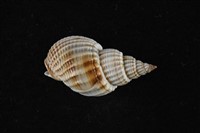 藏品( 焦斑織紋螺)的圖片